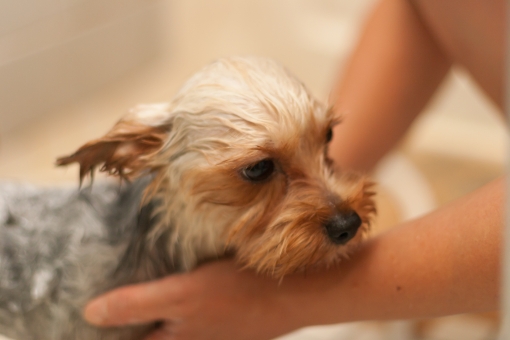愛犬と家族風呂