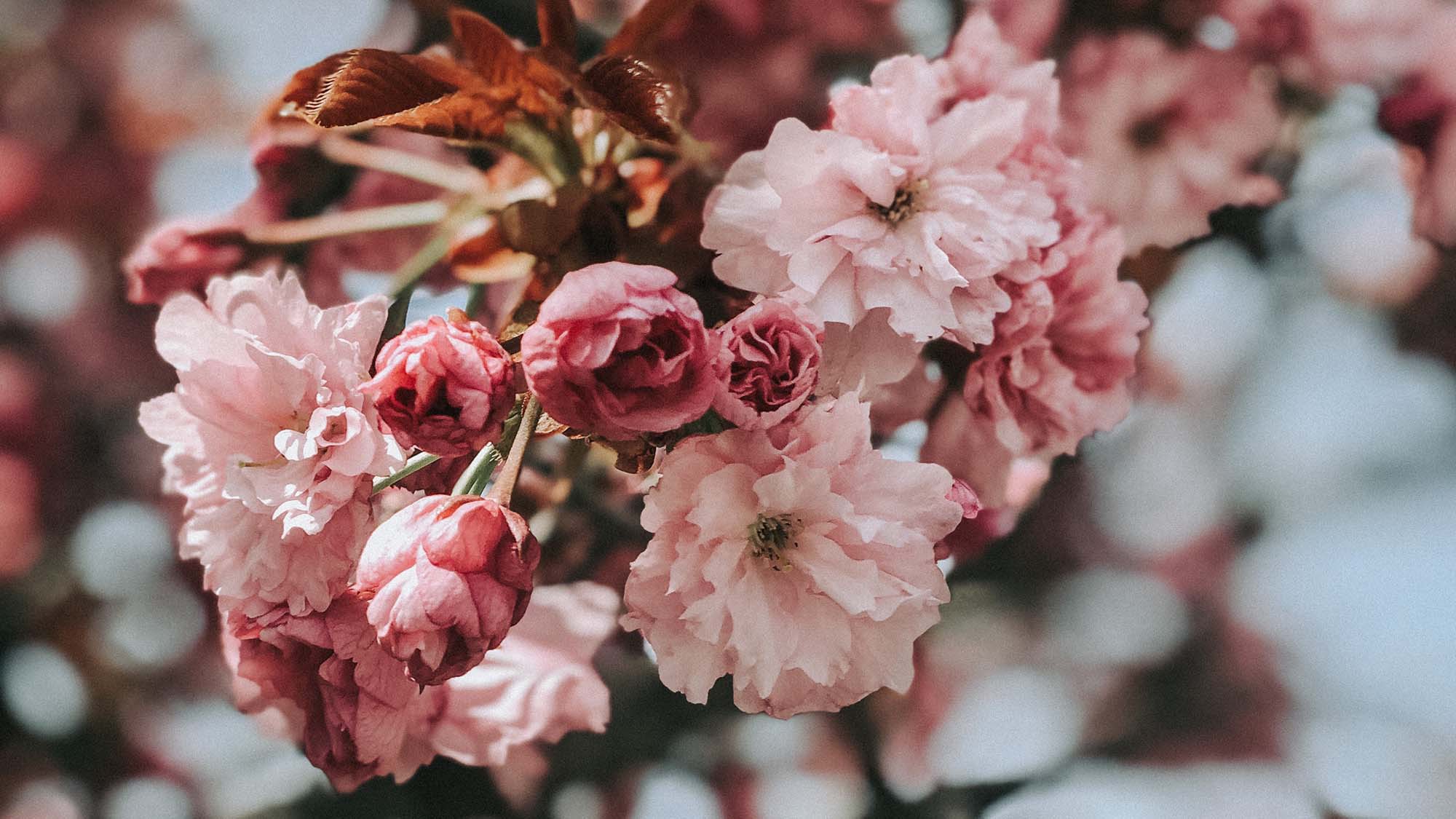 ・春には美しい桜もご覧いただけます。