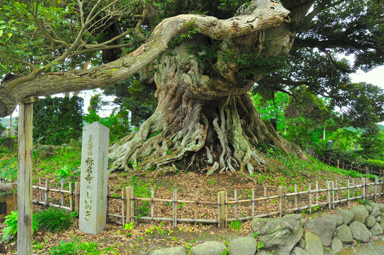 天然記念物称名寺のシイノキ