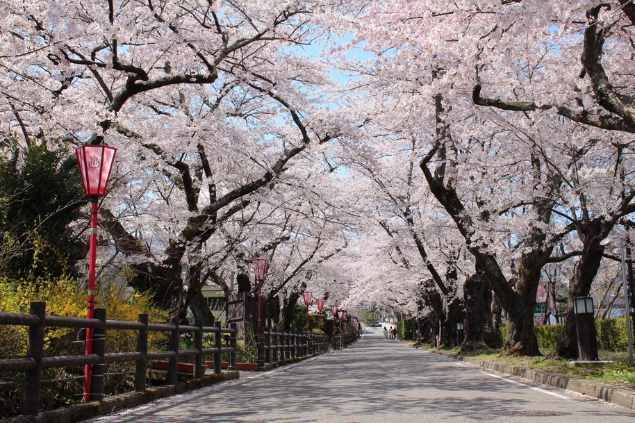 岳温泉「桜坂」