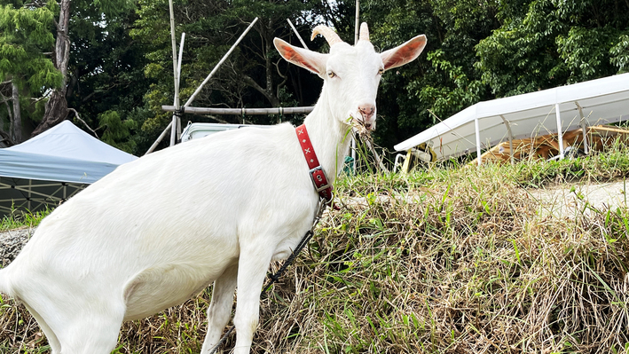 自然の食事姿が眺められます