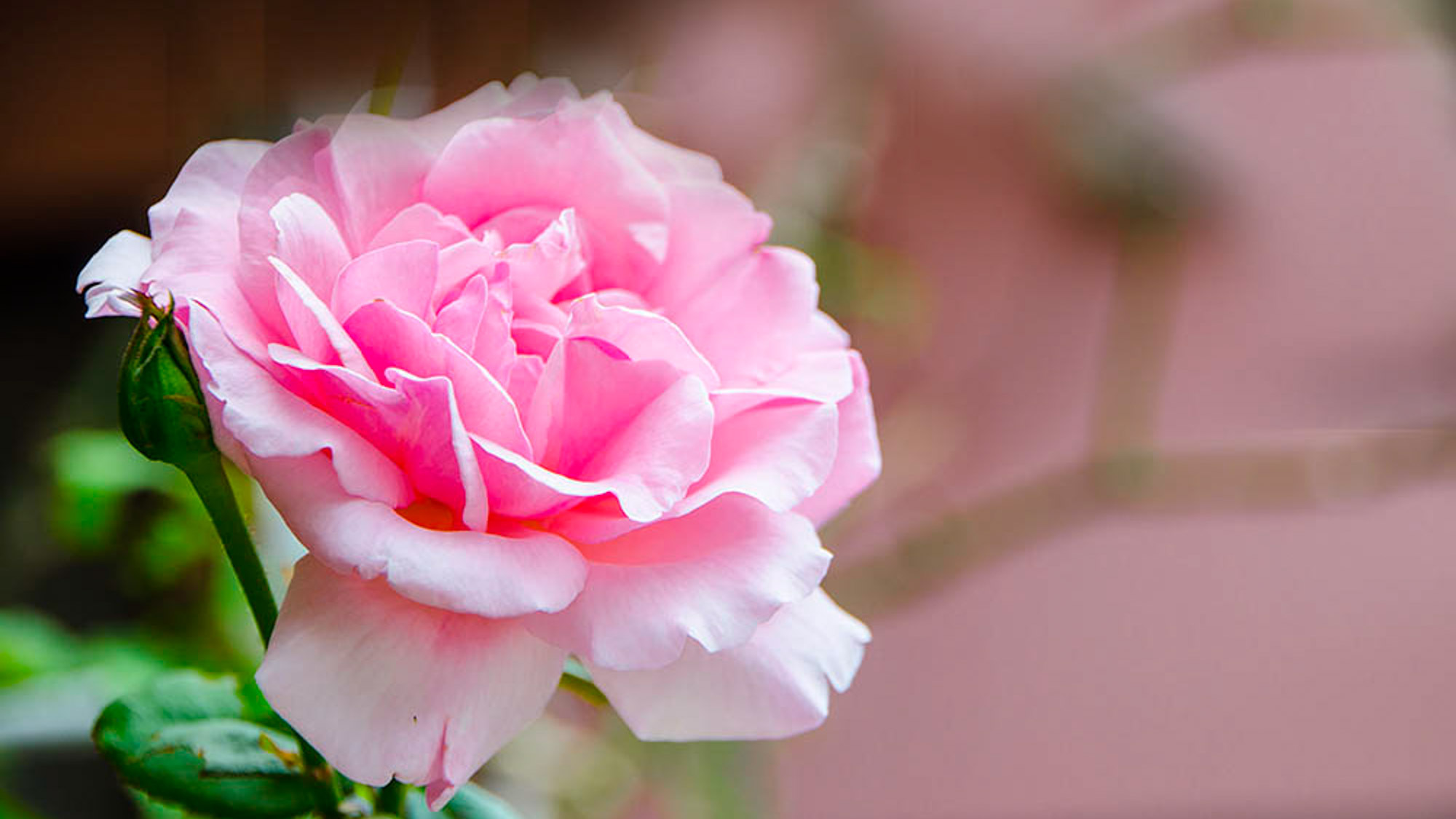 *【バラ摘み・バラ風呂体験】期間限定当館の庭に咲いているバラを摘みバラ風呂をお楽しみいただけます！
