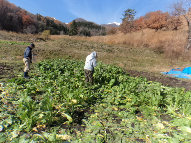 美味しい野菜を育てています♪