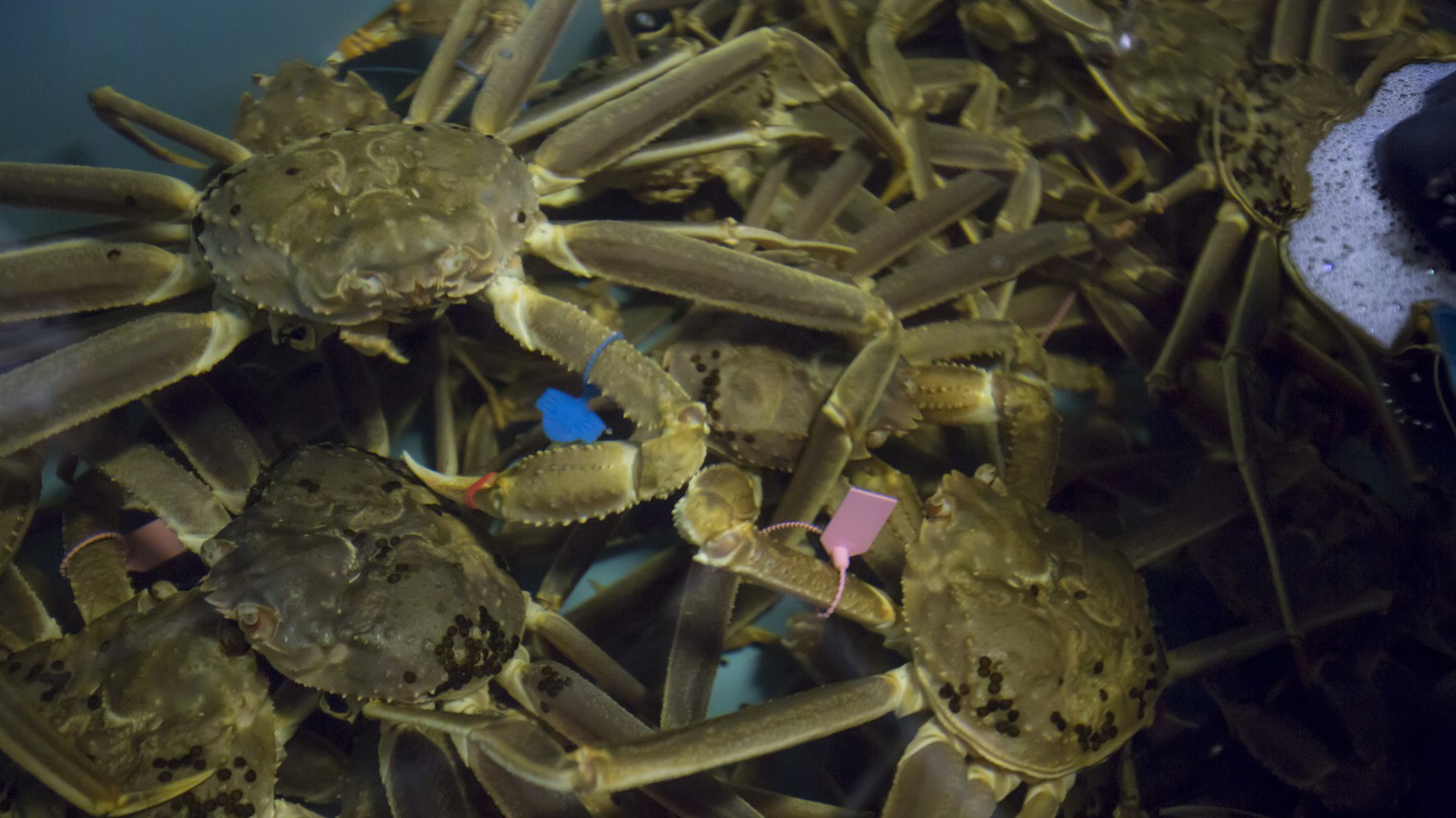 【活ガニ】水槽で管理された、活きの良い活ガニを夕食で！