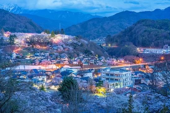 高遠城址公園桜