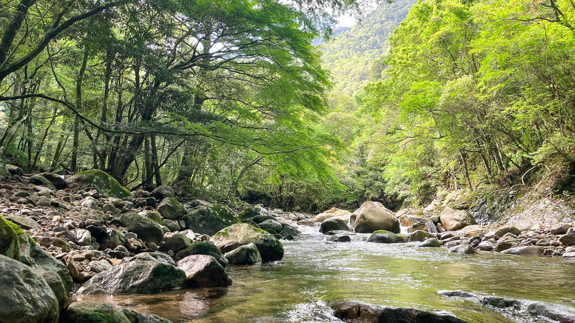 足摺宇和海国立公園の大自然の中で「ととのう」体験を。