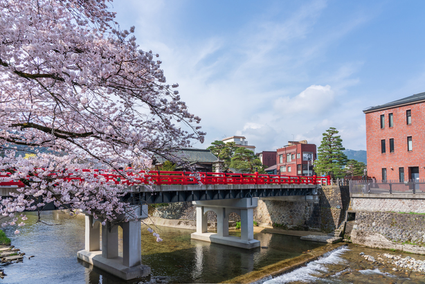 中橋と桜