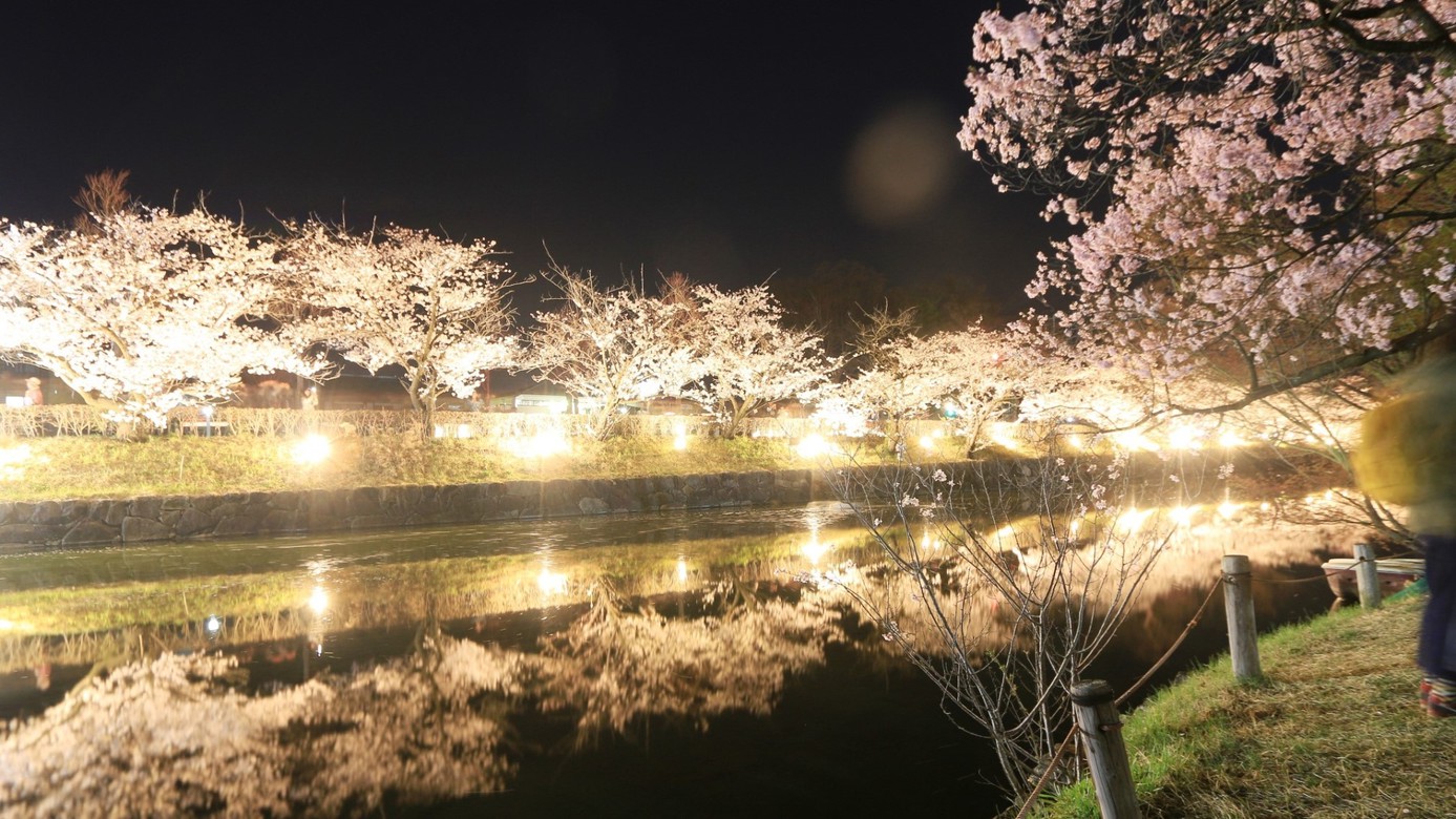【松本城桜祭り】当館から、車で7分のところにあります。