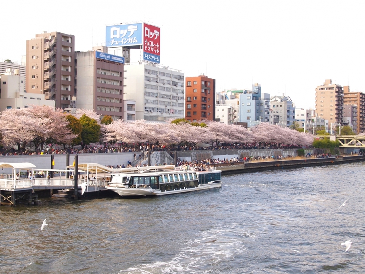 春の東京の様子