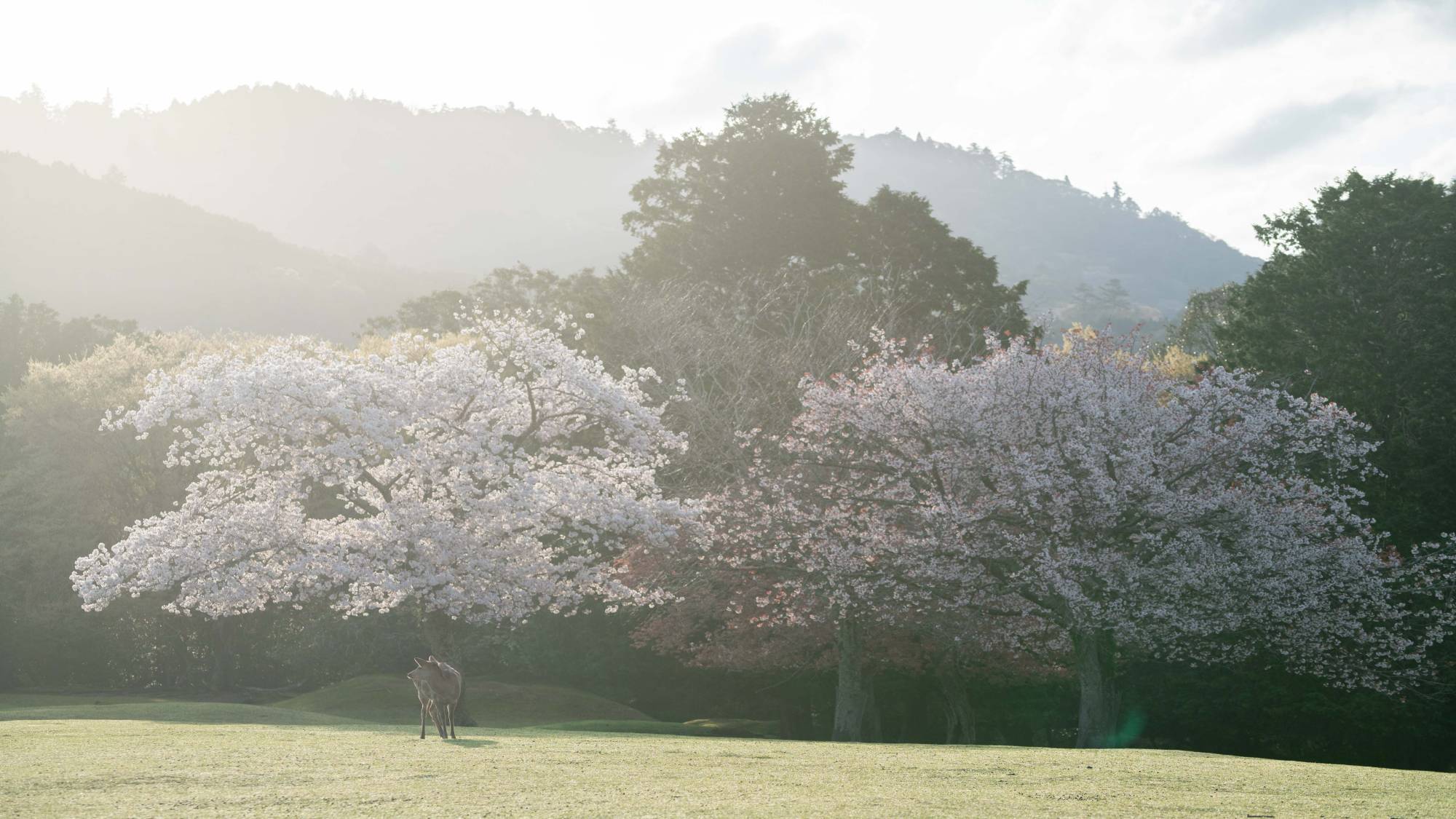 奈良公園春