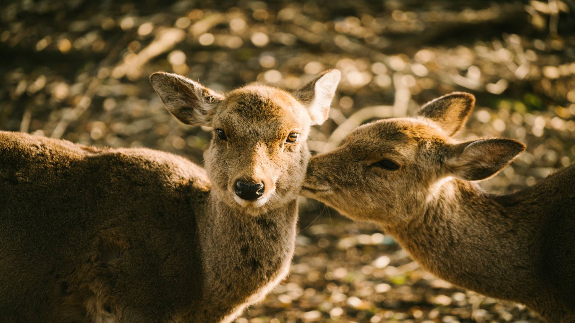 奈良公園の鹿たち（イメージ）