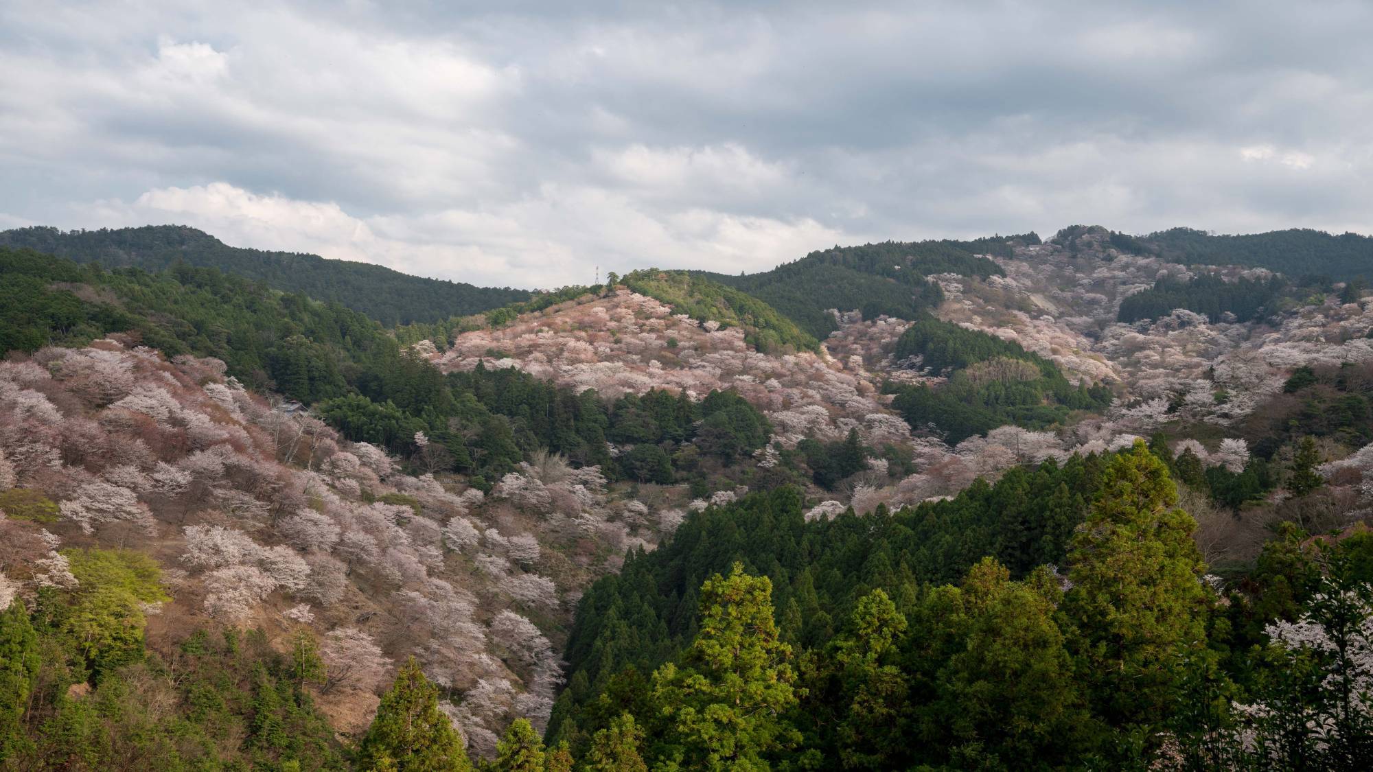 吉野春