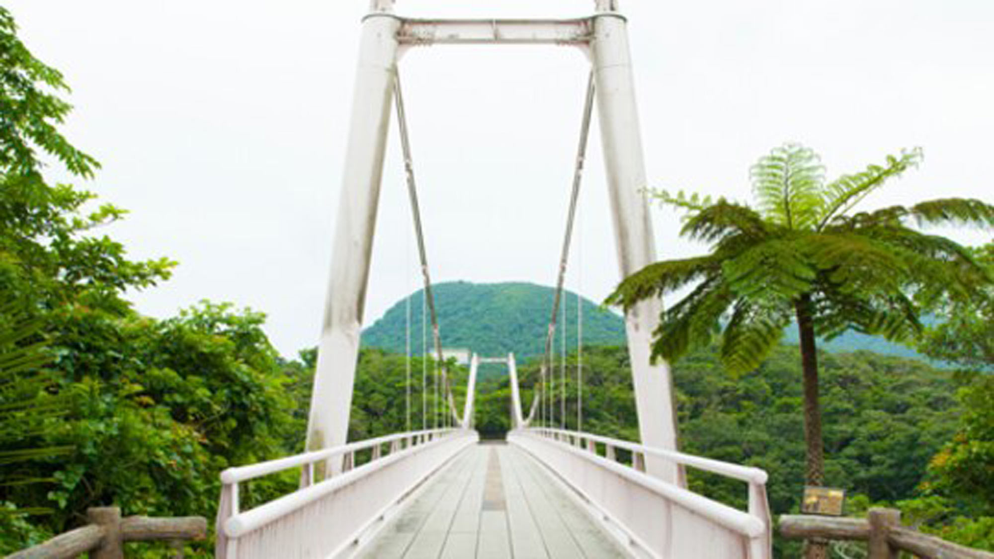 **周辺観光【バンナ公園】Cゾーンにある聖紫花（セイシカ）の橋。橋を抜けると森林が続いています。