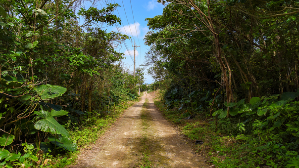 *【施設周辺】施設の前は、沖縄の原風景を感じられる道が続いています