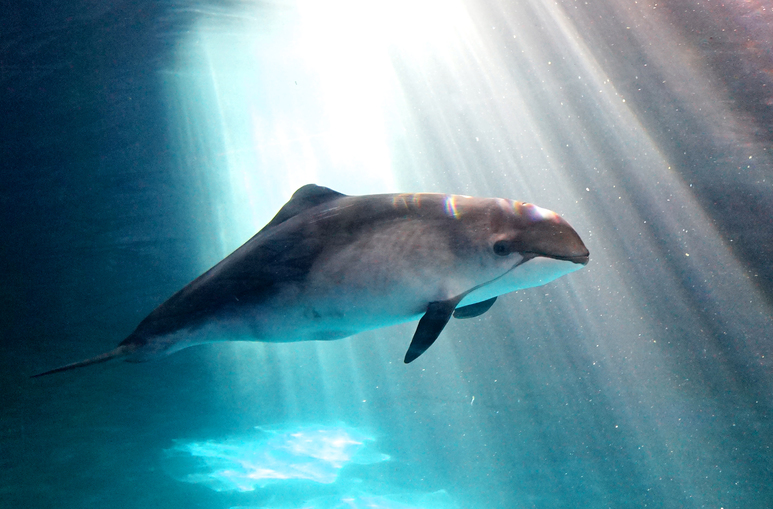 おたる水族館