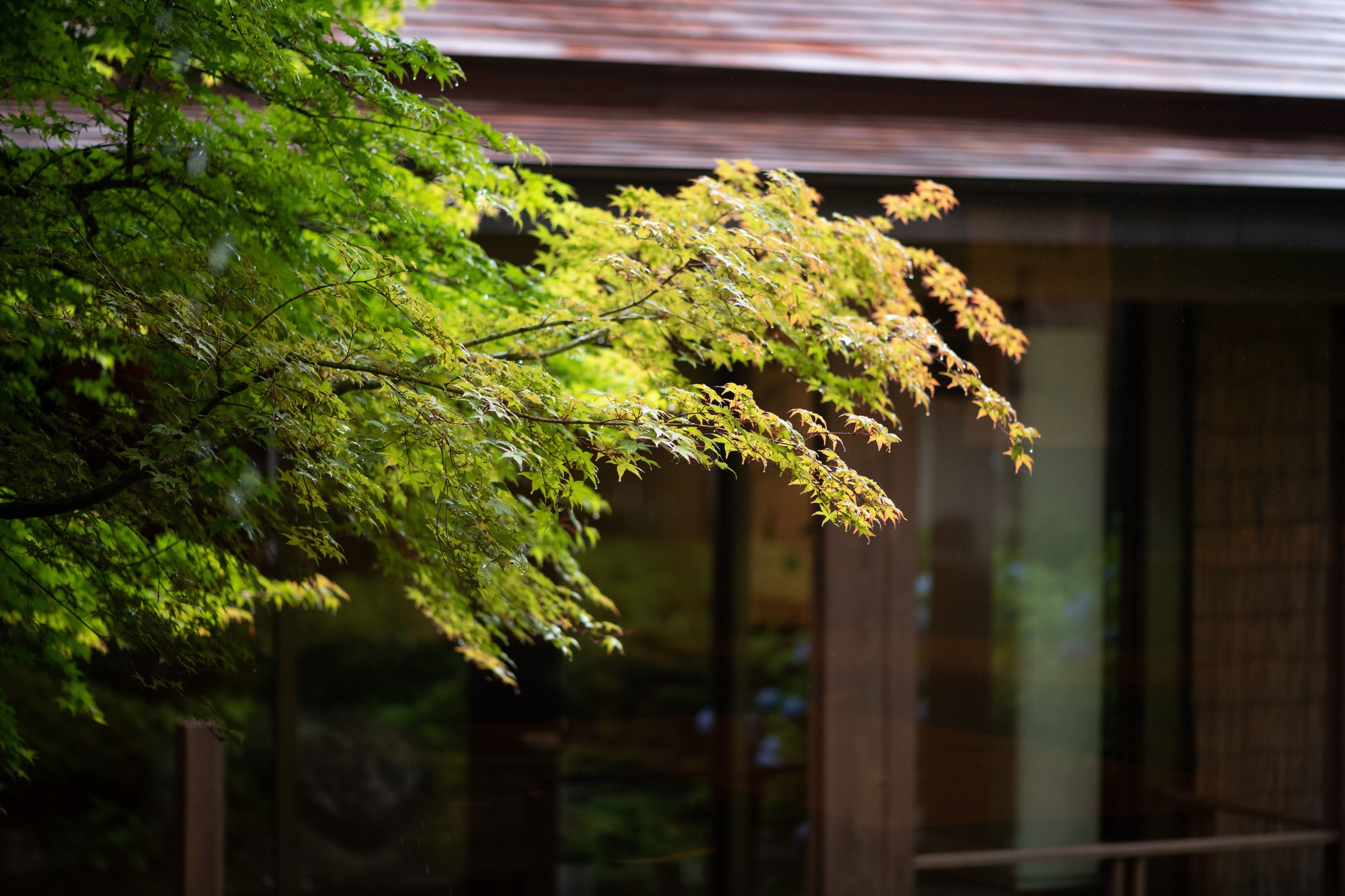 【日本庭園】紅葉・夏