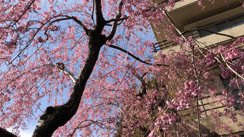 中庭の日本庭園