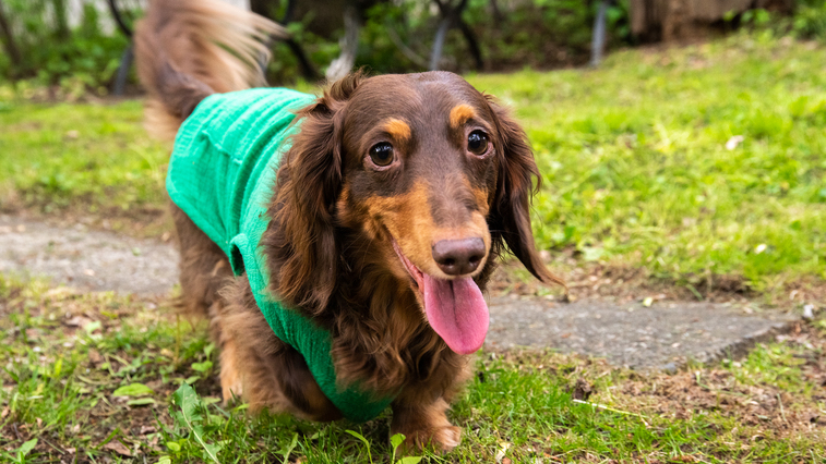 *看板犬・オルト君／元気いっぱいの人懐っこい男の子です。