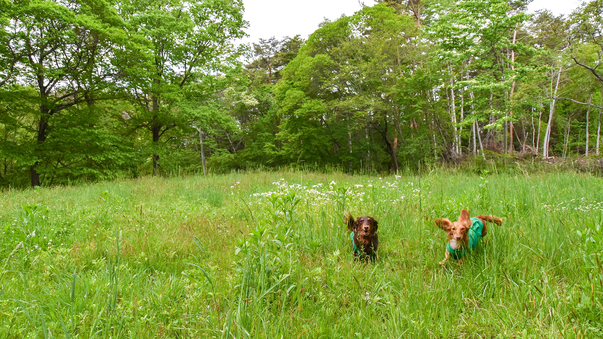 *周辺/コテージのそばの牧草地で思う存分走り回れます！