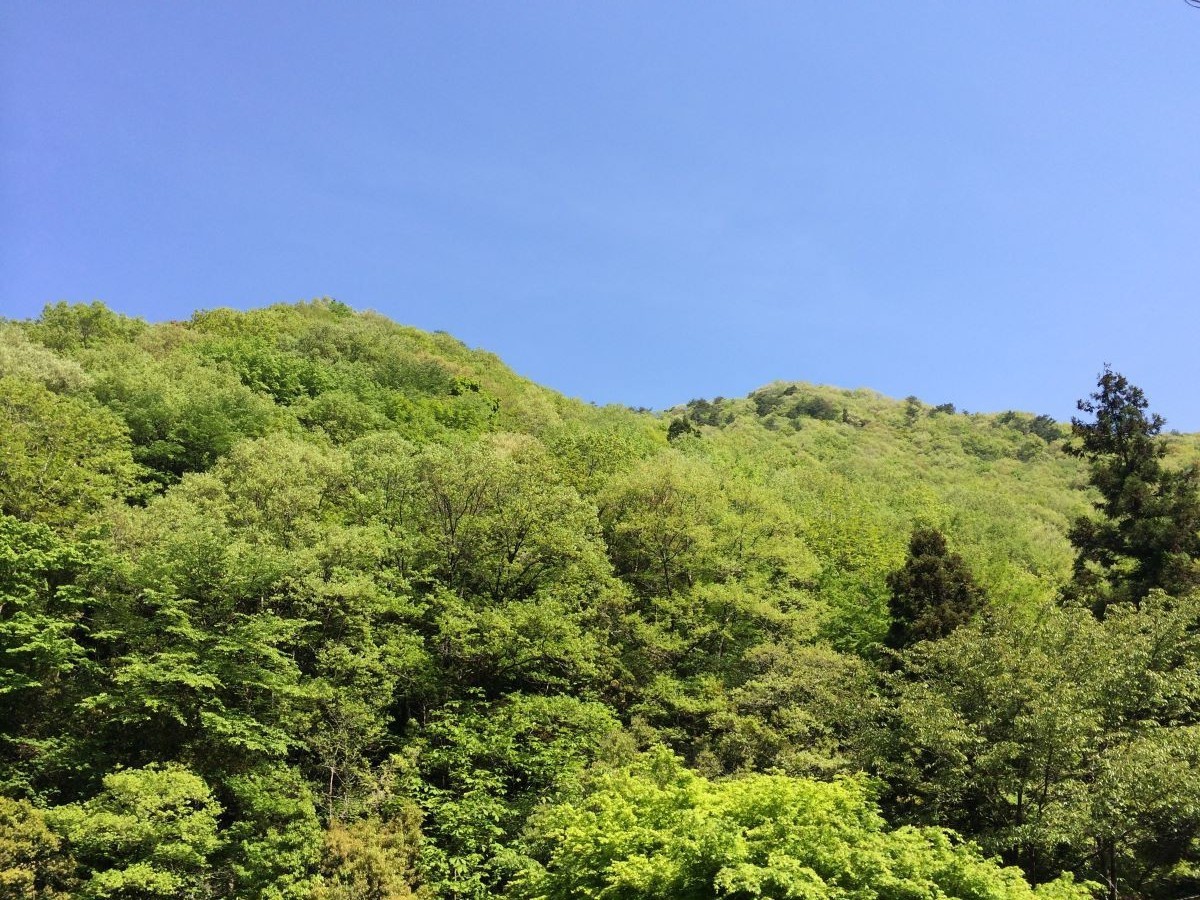 新緑の風景