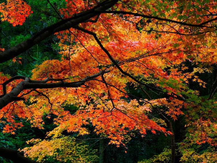 秋に見事な紅葉で彩られるもみじ街道