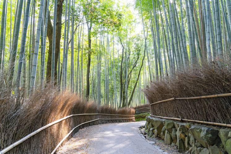 京都嵐山竹林の小径