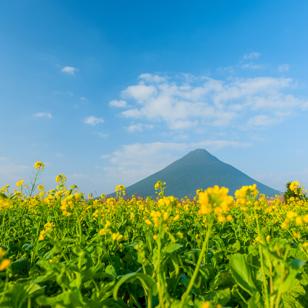 南国指宿では12月下旬から翌年2月上旬が菜の花の見頃です