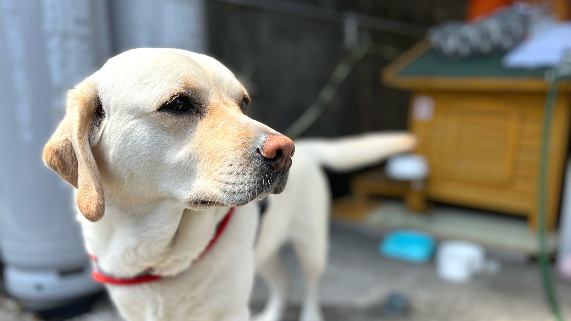 【看板犬・クローバー】看板犬のクローバーが皆様をお出迎え♪大人しくてのんびり屋です