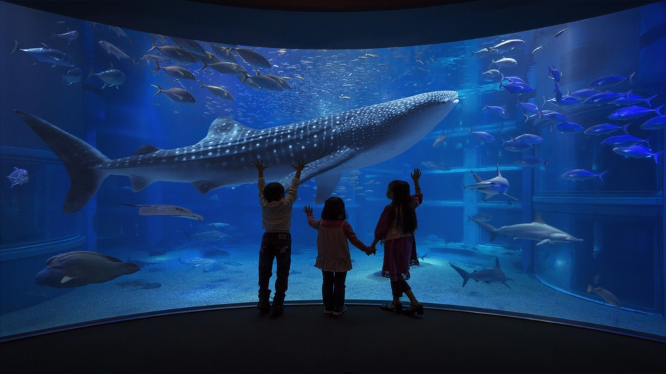 世界最大級の水族館『海遊館』は最寄り駅から乗換無しの1本で行けちゃいます