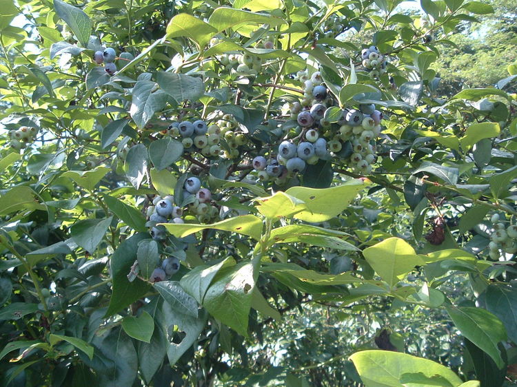 Pension Tenshi no Tsubasa Image 5, Itoigawa, Japan