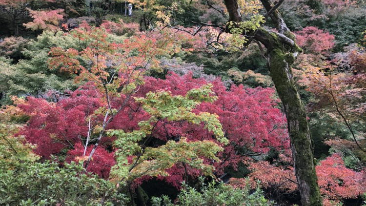 京都の紅葉♪