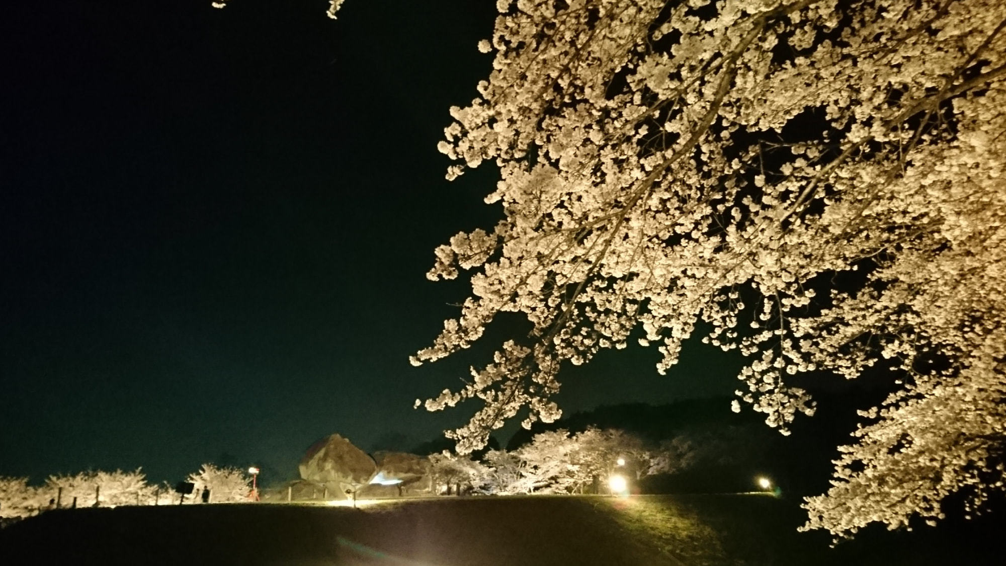 ライトアップされた「夜桜」で幻想的な景色をお楽しみください。