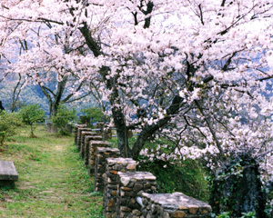 太鼓の壇桜