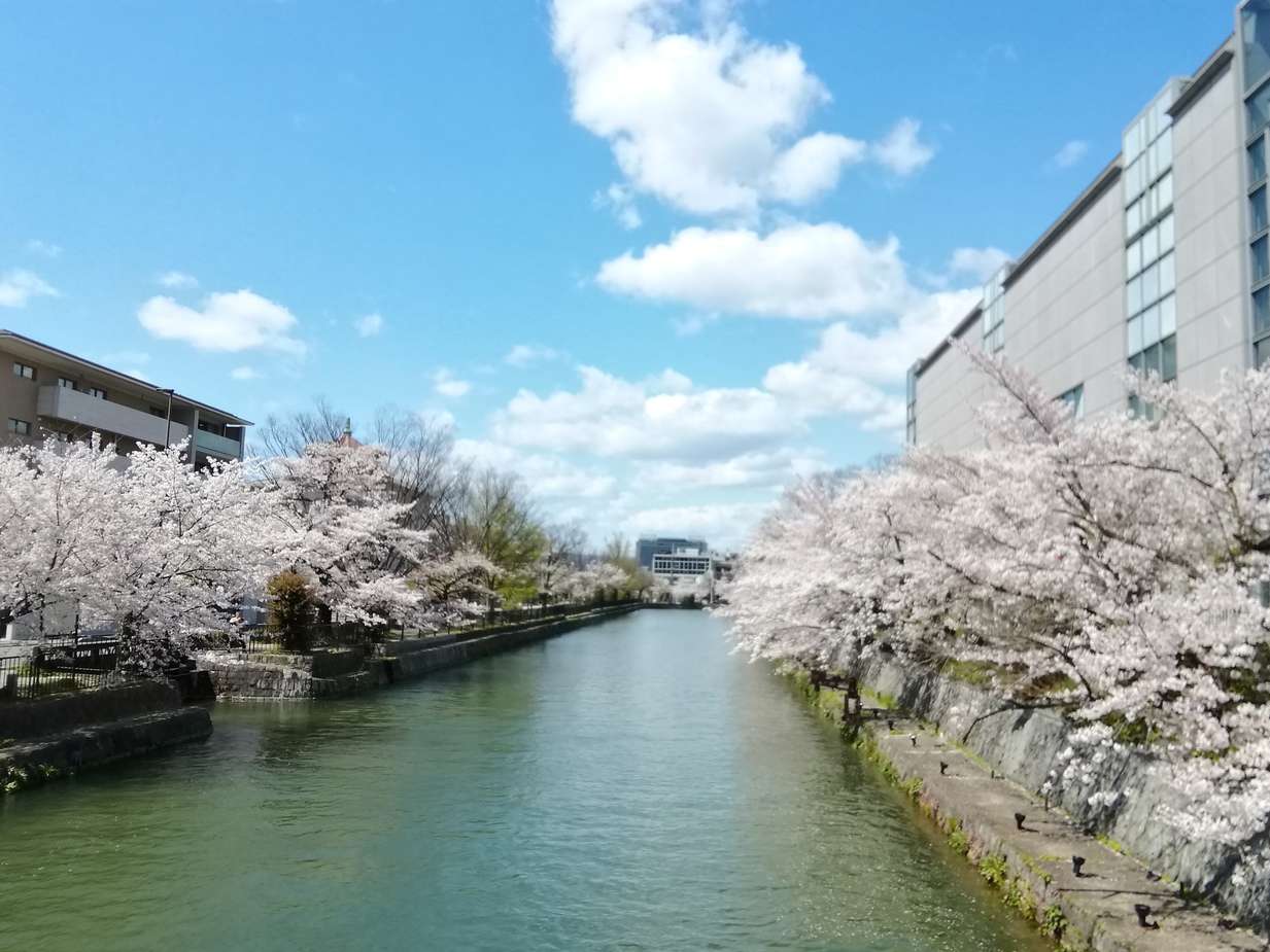京都、春の桜です。
