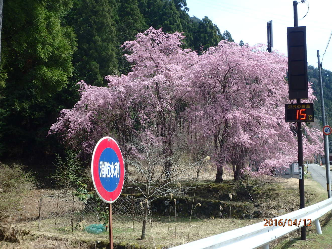 京都花背の桜