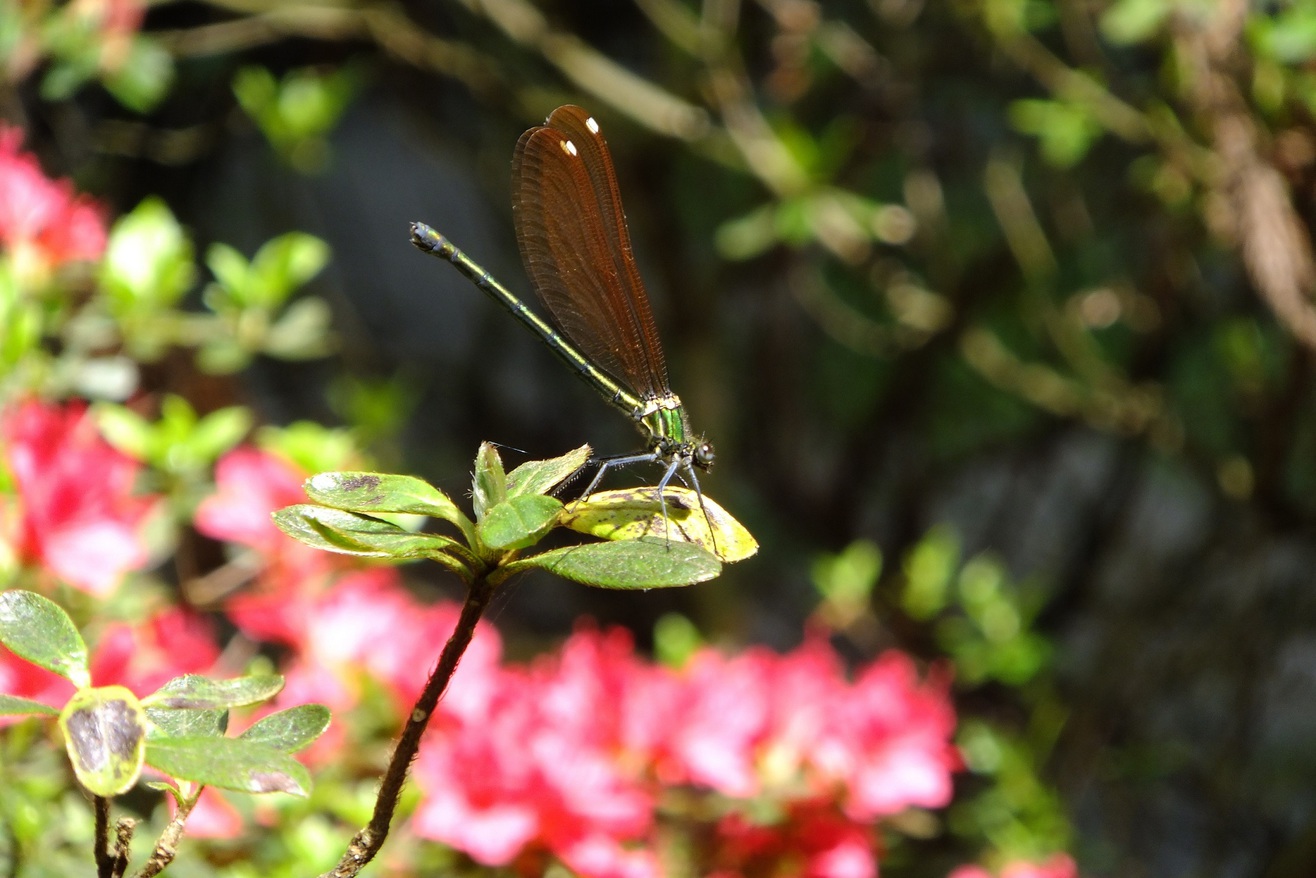 【蜻蛉とつつじ】庭園にて（5月初旬）