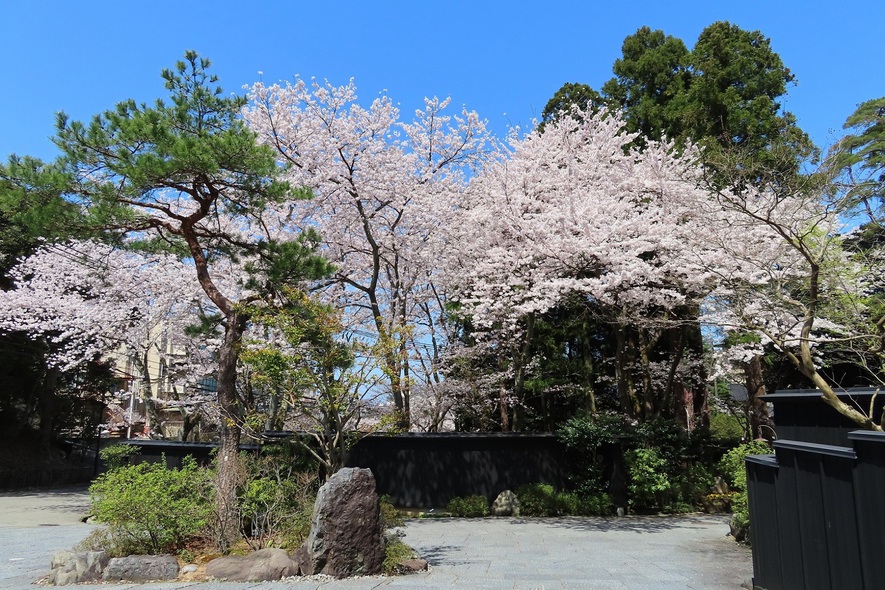 【桜ソメイヨシノ】玄関エントランスからの風景・春のシンボルツリー（4月上旬〜中旬）
