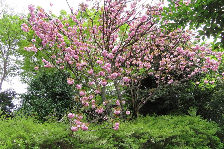 【八重桜】フロント付近の＜八重桜＞は開花から散るまで比較的長く咲きます（4月中旬〜下旬）
