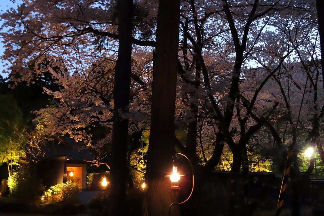 【桜ソメイヨシノ】夜桜から望む玄関エントランス（4月上旬〜中旬）