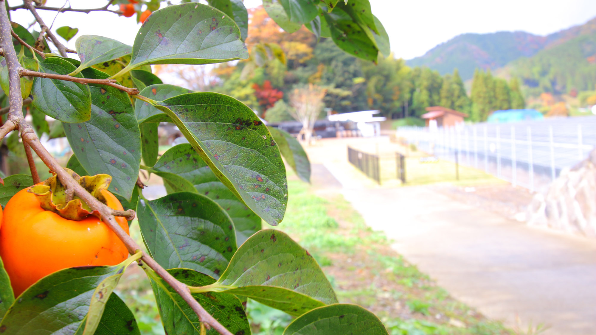 敷地内には柿の木もあり秋には実をつけます