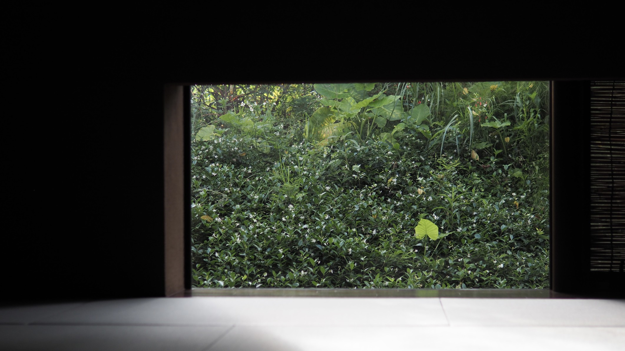 窓からは沖縄固有の植栽をお楽しみください