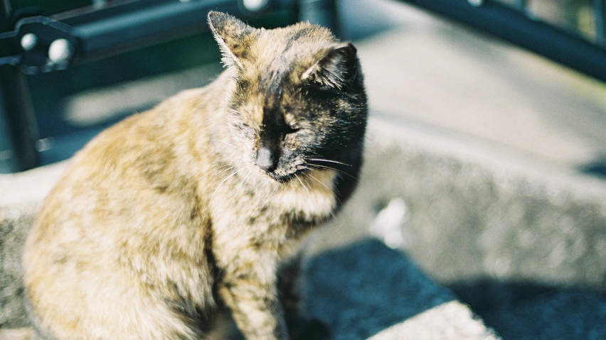 長崎の街には猫がたくさん。尻尾が曲がった「尾曲がり猫」を探してみては？