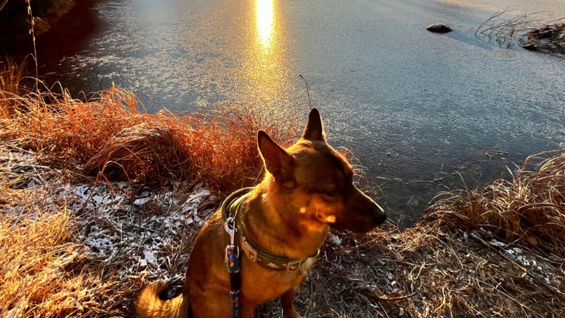 *【大沼湖】当館の看板犬もおすすめ！大沼湖から望む朝焼けは旅の思い出に。静寂の中、心癒されるひととき