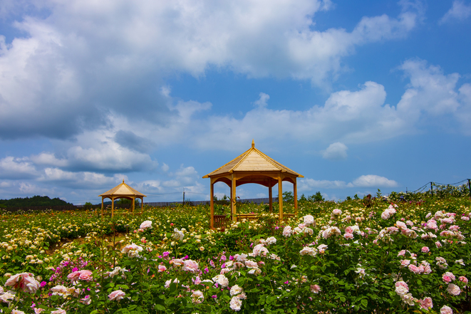 世羅高原花の森