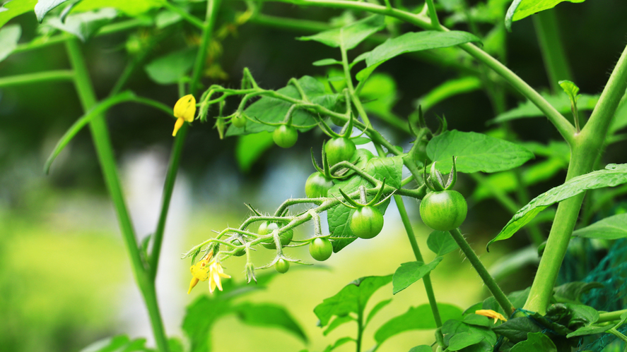 自家栽培した野菜