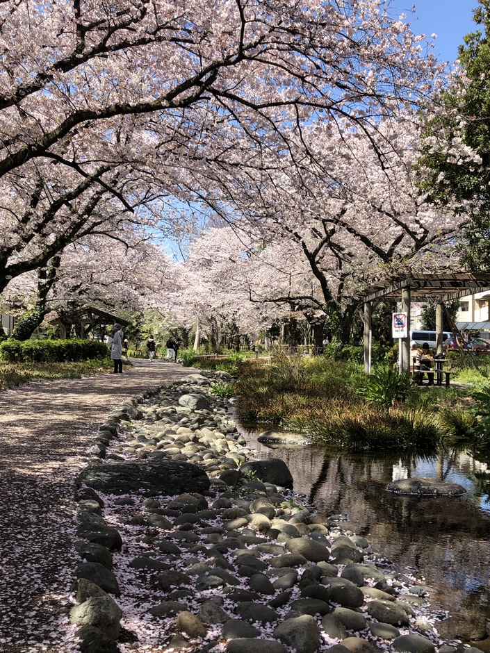 実は、立川は隠れた桜の名所♪