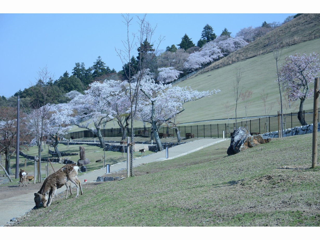 Mountain Home Lodge周辺