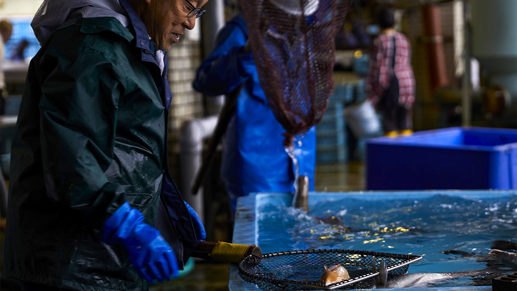 ・市場の生け簀には元気な魚でいっぱいです