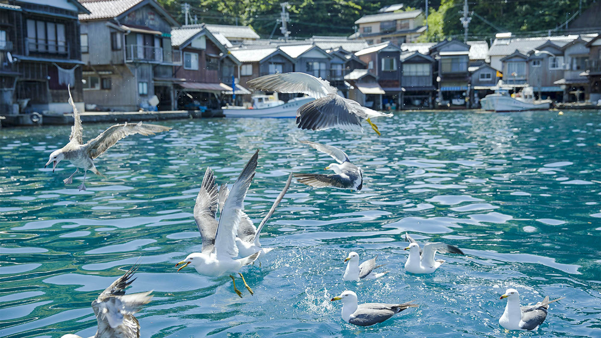 ・魚が豊富なのでカモメも多く集まってきます