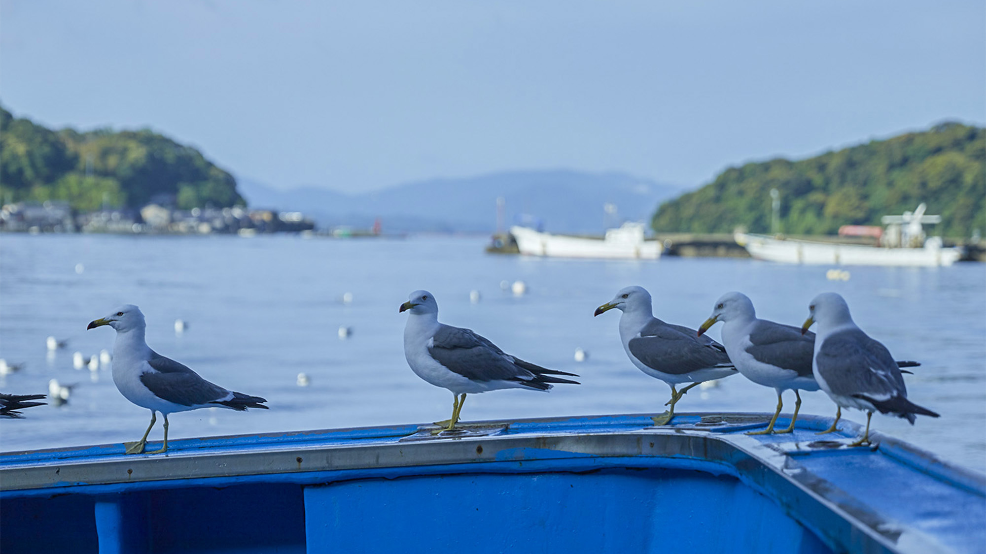 ・伊根のカモメは人慣れしているので近くまでやってくることも